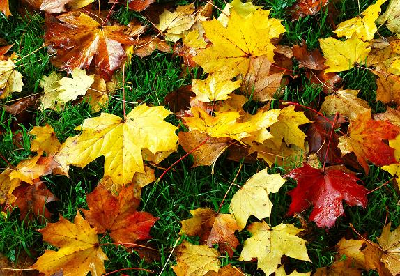 "Autumn leaves, Dixon Park, Belfast (2) - geograph.org.uk - 1007172" by Albert Bridge - From geograph.org.uk. Licensed under Creative Commons Attribution-Share Alike 2.0 via Wikimedia Commons.