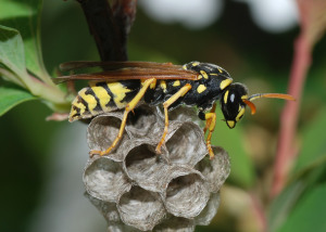 "Wasp March 2008-3" by Alvesgaspar - Own work. Licensed under CC BY-SA 3.0 via Wikimedia Commons.