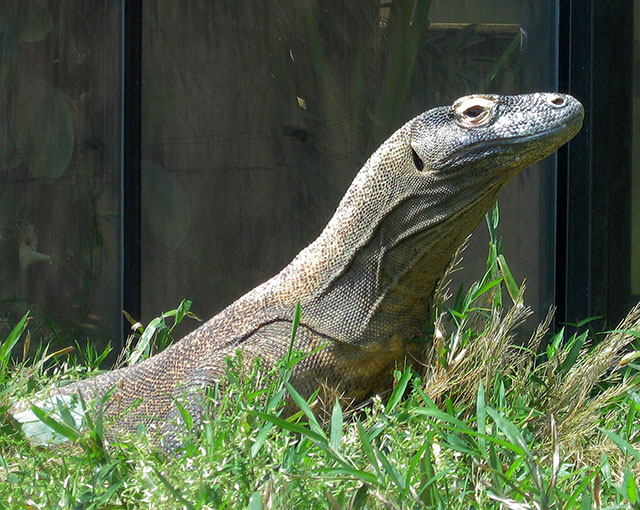 web_Komododragon2