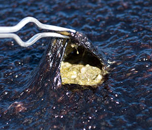 A microbial mat growing on acidic soil in Norris Geyser basin, Yellowstone National Park, USA. The black top serves as a sort of sunscreen, and when you look underneath you see the green cyanobacteria.