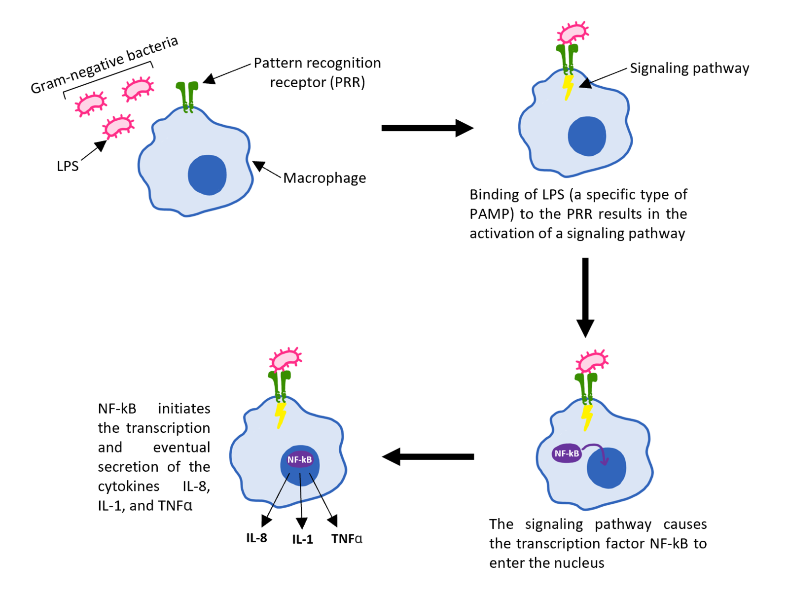 https://wikiedu.org/wp-content/uploads/2020/04/1598px-PAMPs_and_PRRs_in_the_Innate_Immune_System.png