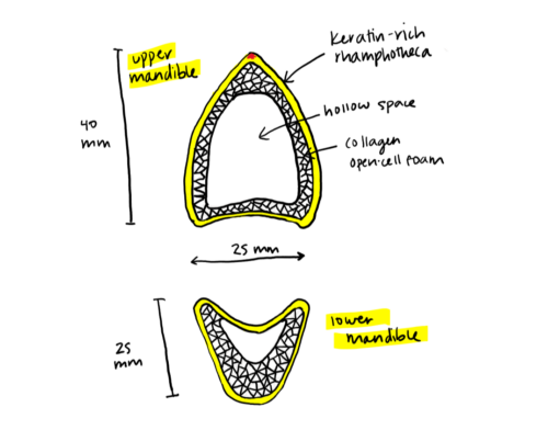 A student-created diagram showing a cross-section of the upper and lower parts of the toco toucan beak.