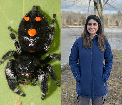 Jumping Spiders Nurse Offspring Nearly to Adulthood  American Association  for the Advancement of Science (AAAS)