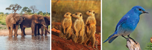 African bush elephant, meerkats, and mountain bluebird