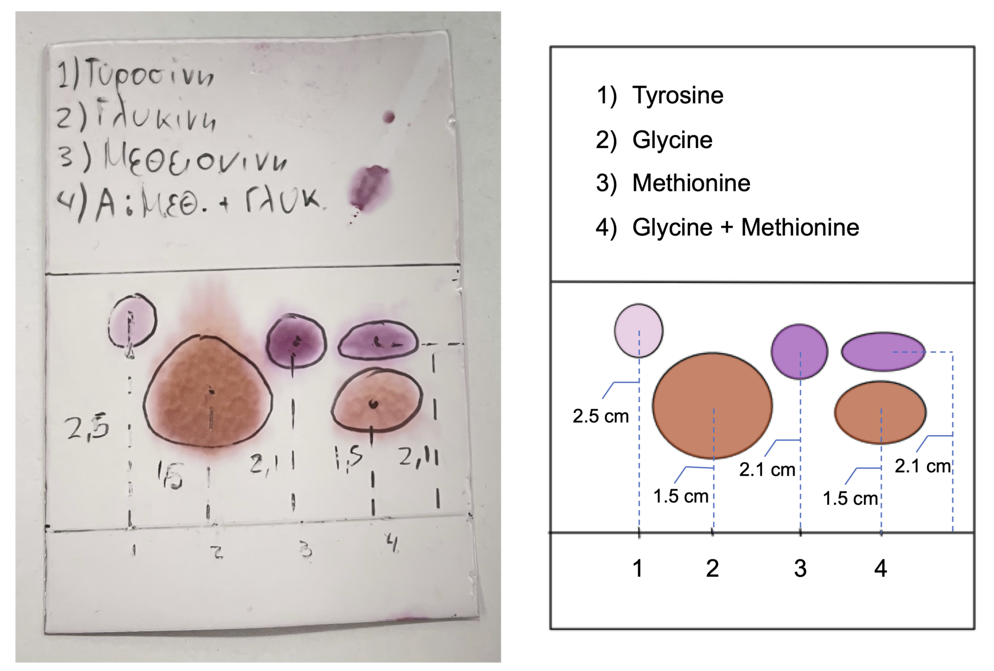 Amino_acids_TLC_with_English_translation Wiki Education