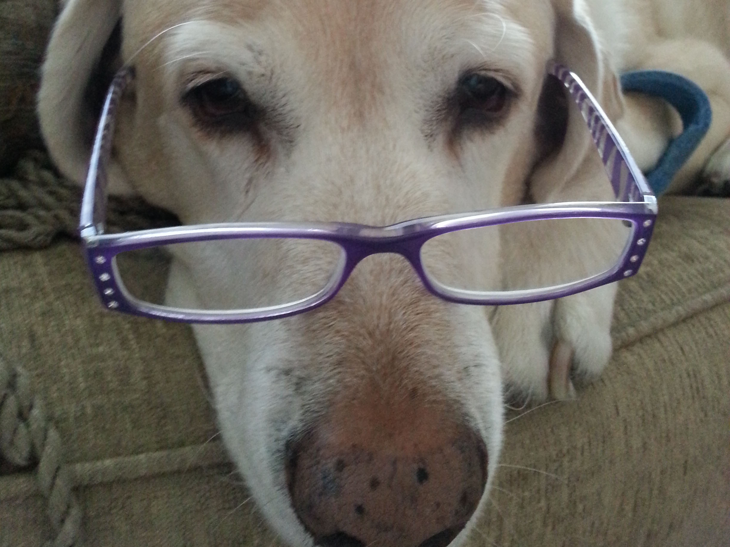 Image of Terri Hlava's dog wearing glasses