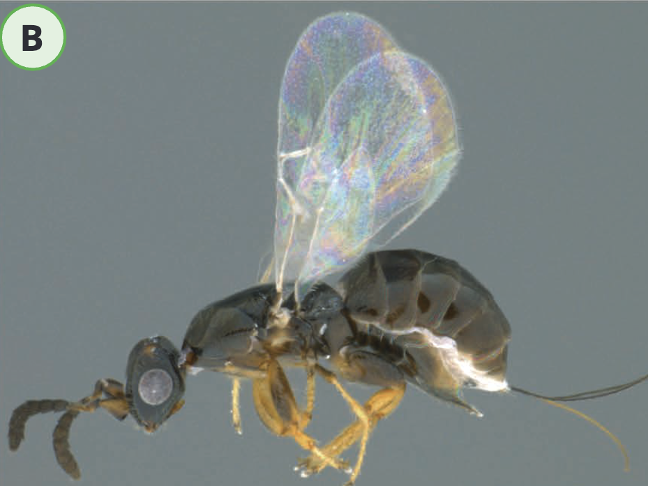 Fig wasp