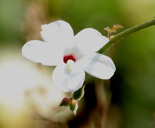 Abelmoschus ficulneus