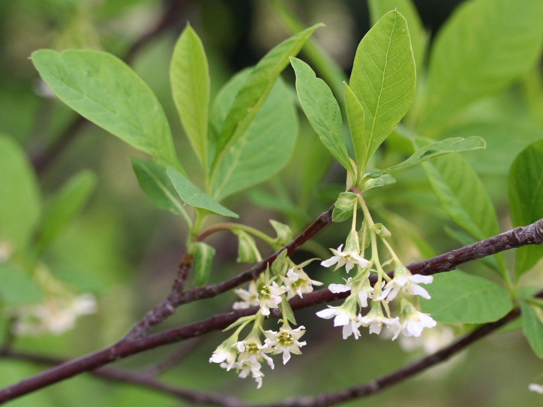 Oemleria cerasiformis