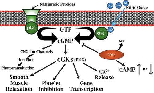 Schematic of cGMP