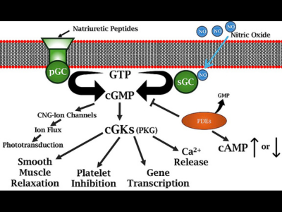 Cyclic GMP schematic