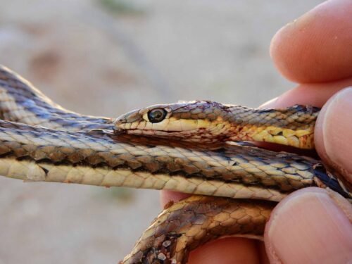 Psammophis trigrammus snake