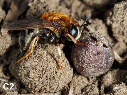 Newly-emerged adult fly with pupae.