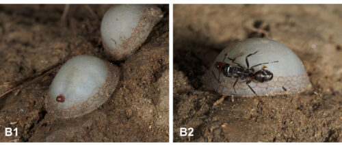 Microdon mutabilis larvae with a worker of Formica cunicularia, one of their host species.